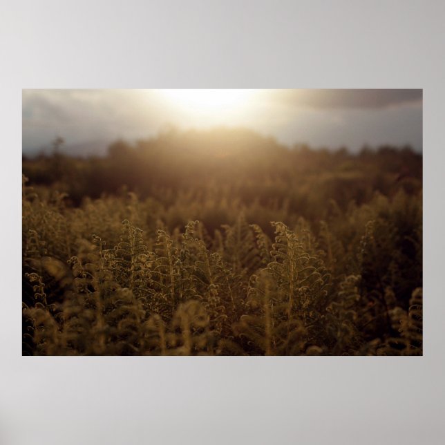 Putney Mountain Sunset Poster (Framsidan)