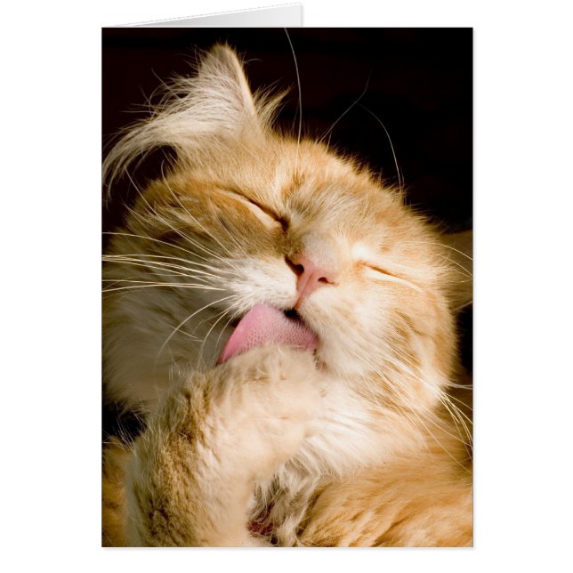 Putsa Maine Coonslut fotografera upp OBS Kort (Framsidan)