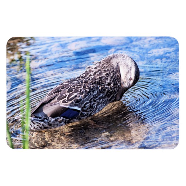 Putsningseffekten Magnet (Horisontell)