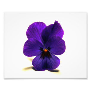Puuurrrple Pansy på midnatt vid Verde Fototryck