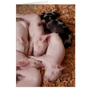 Puyallup Fair Piglets Hälsningskort