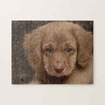 Puzzle - Cute Brown Puppy