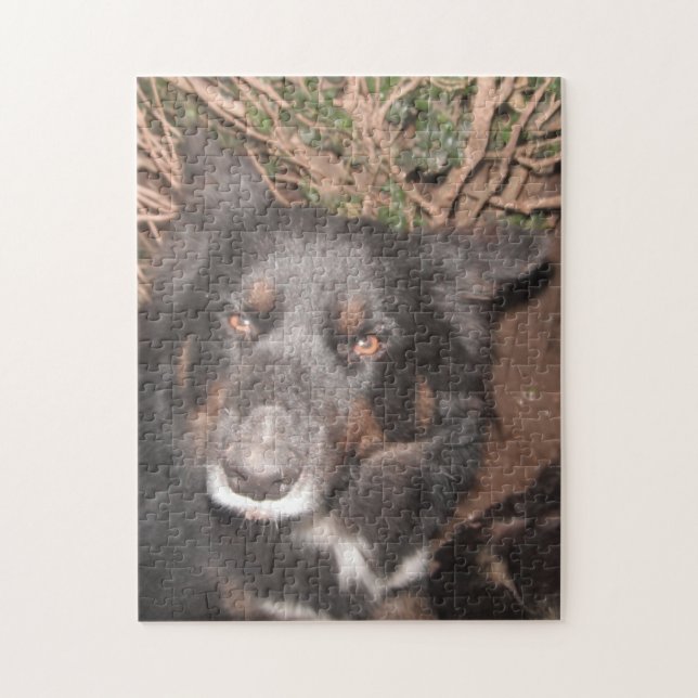 Puzzle Husky Kor Brown Ögon Pussel (Vertikal)