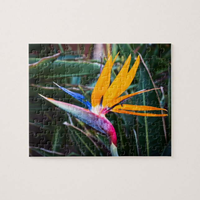 Puzzle Oiseau du Paradis - PHOTO Pussel (Horisontell)