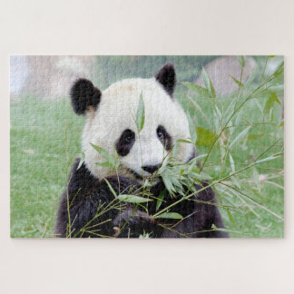 puzzle Photo jätte panda , djur 0343. Pussel