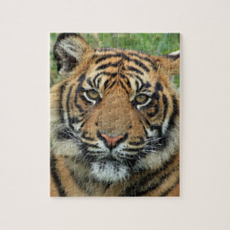 puzzle tigre pussel