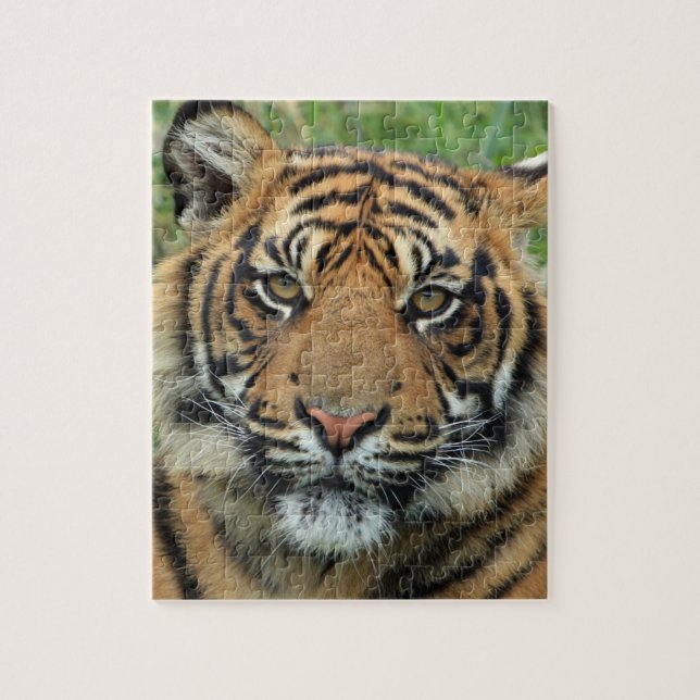 puzzle tigre pussel (Vertikal)