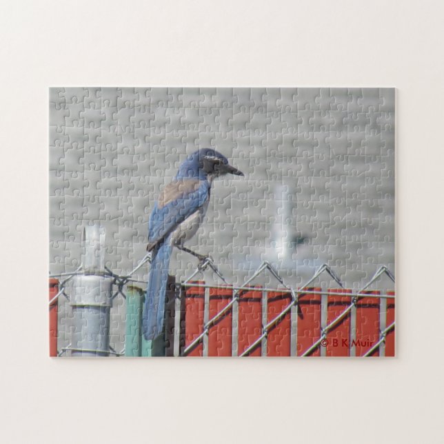 Puzzle - Western SCrub-Jay på Fence Pussel (Horisontell)