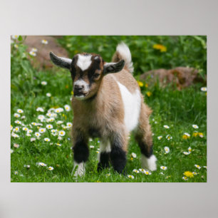 Pygmy Dwarf Goat Kid i Flowers Poster