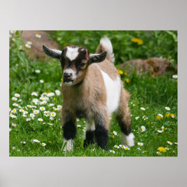 Pygmy Dwarf Goat Kid i Flowers Poster (Framsidan)