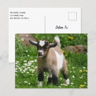 Pygmy Dwarf Goat Kid i Flowers Vykort