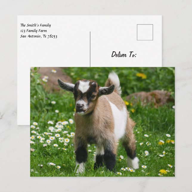 Pygmy Dwarf Goat Kid i Flowers Vykort (Fram/baksida)