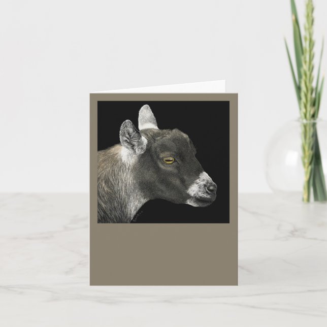 Pygmy Goat Card - "Show Goat" Kort (Framsida)