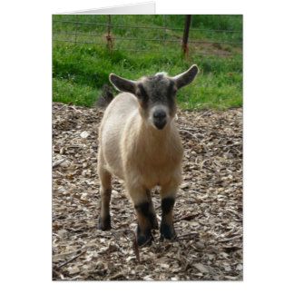 Pygmy Goat Doe OBS Kort