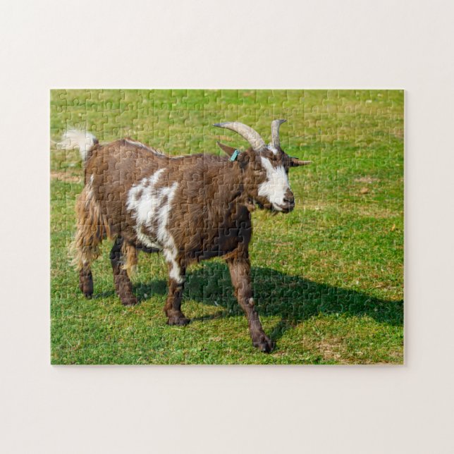 Pygmy Goat Jigszle puzzle Pussel (Horisontell)