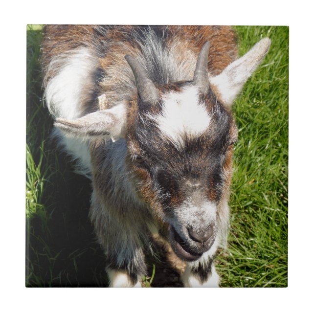PYGMY GOAT KAKELPLATTA (Framsidan)
