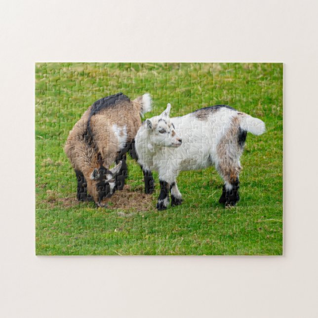 Pygmy Goat Kids Jigszle puzzle Pussel (Horisontell)