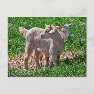 Pygmy Goat Kids vykort