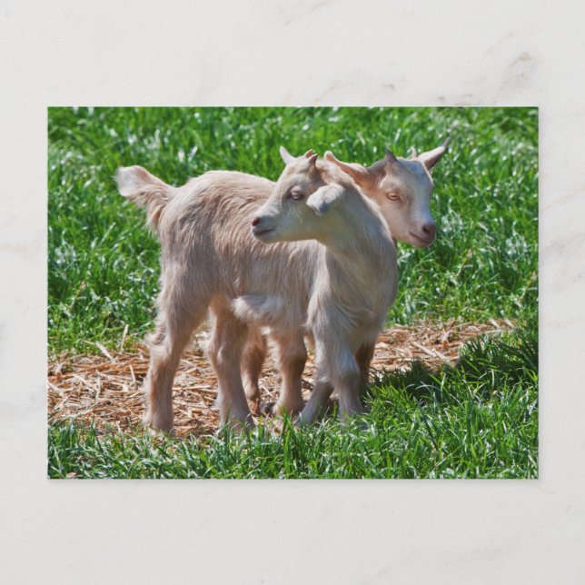 Pygmy Goat Kids vykort (Framsida)
