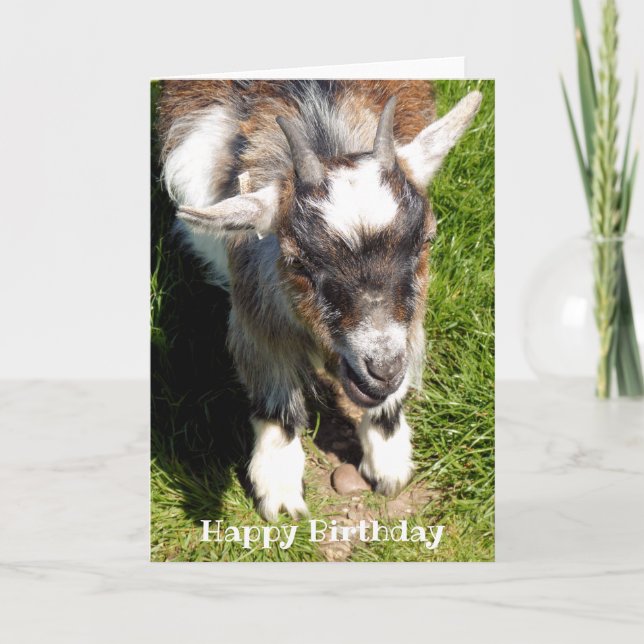 PYGMY GOAT KORT (Framsida)