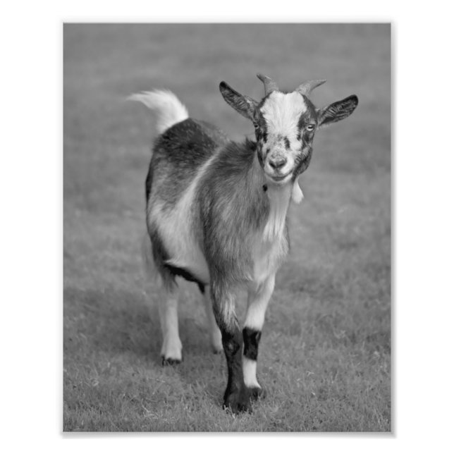 Pygmy Goat Print (svartvitt) Fototryck (Framsidan)
