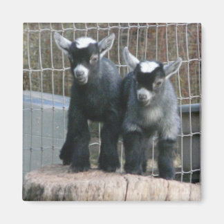 Pygmy Goat Spädbarn Magnet