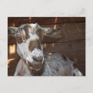 Pygmy Goat vykort
