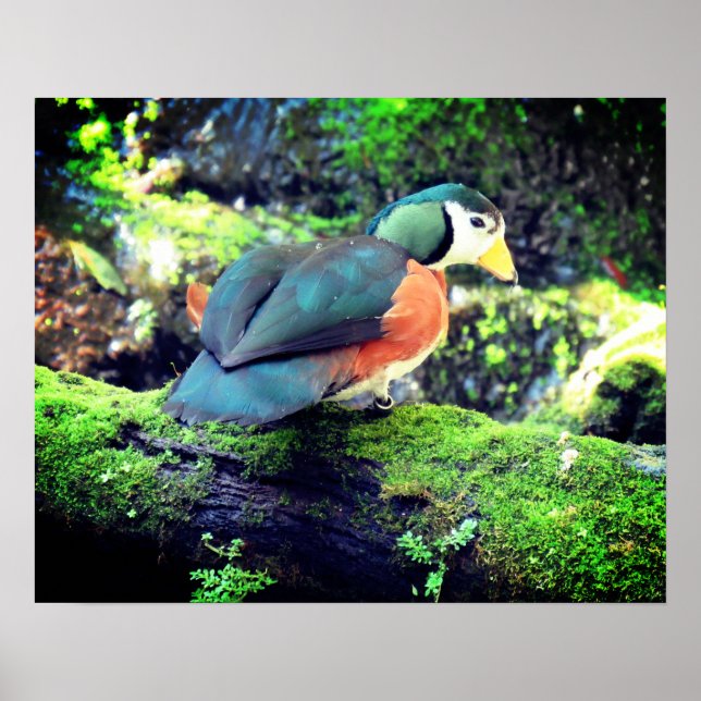 Pygmy Goose Poster - R - 0937 (Framsidan)
