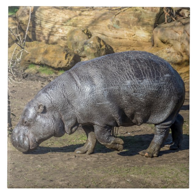 Pygmy hippo keramisk panel kakelplatta (Framsidan)