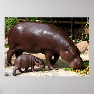 Pygmy Hippo Pair Hippopotamus Porträtt Poster