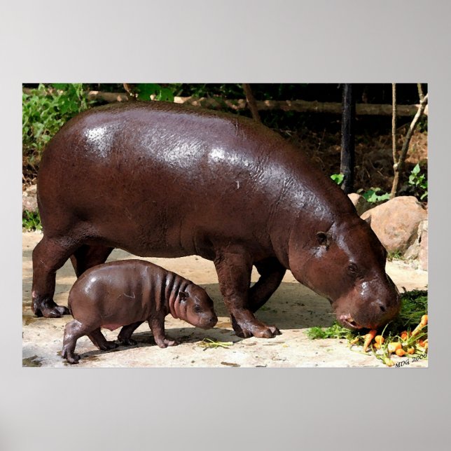 Pygmy Hippo Pair Hippopotamus Porträtt Poster (Framsidan)