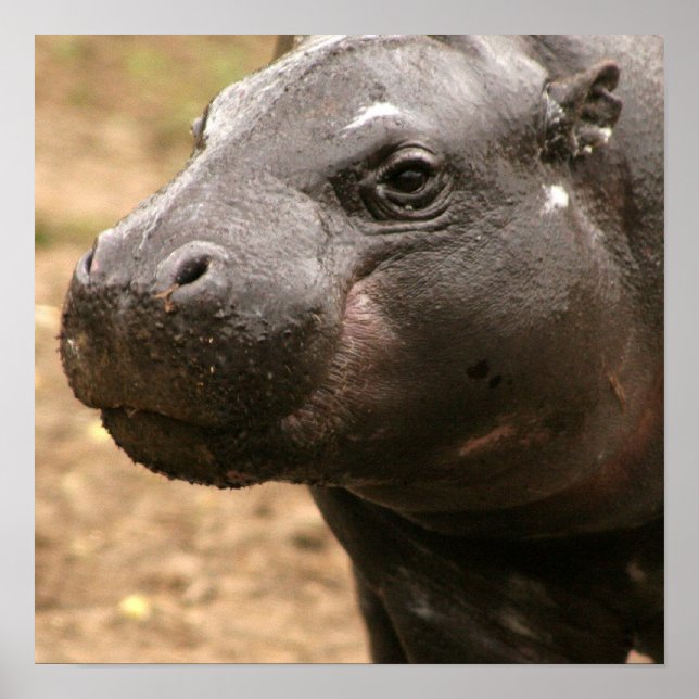 Pygmy Hippo Poster (Framsidan)