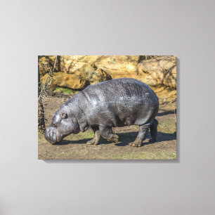 Pygmy hippo vid zoo-kanvastrycket canvastryck