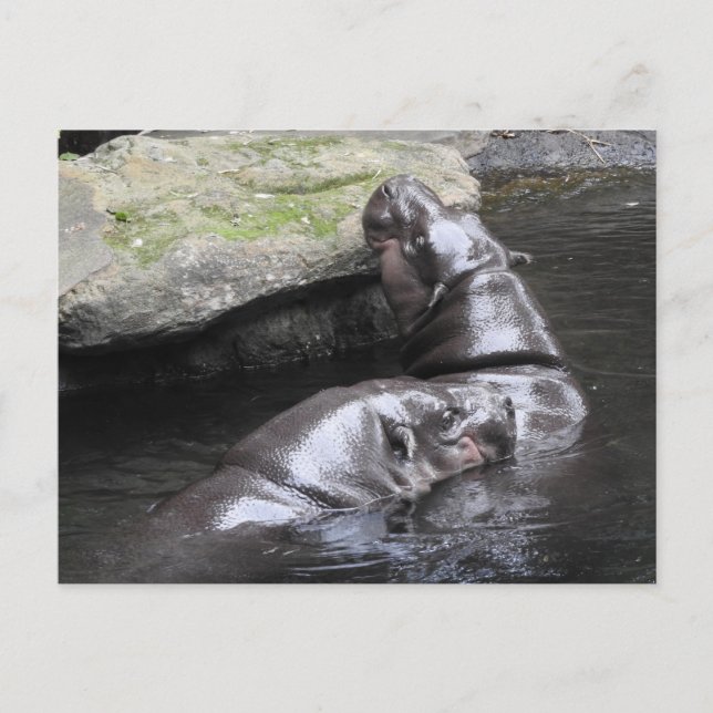 Pygmy Hippo-vykort Vykort (Framsida)
