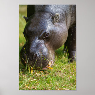 Pygmy Hippopotamus Poster