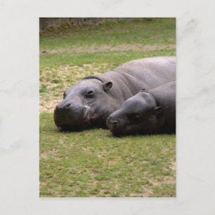 Pygmy hippos vykort