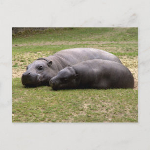 Pygmy hippos vykort