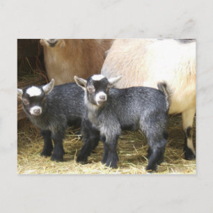 Pygmy Kids Vykort
