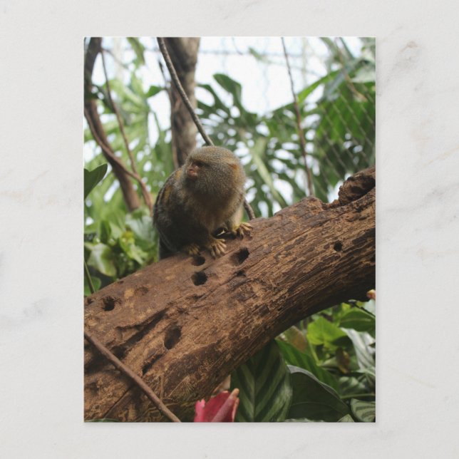 Pygmy Marmoset # 2 Vykort (Framsida)