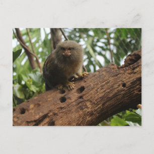 Pygmy Marmoset # 3 Vykort
