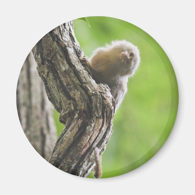 Pygmy Marmoset Magnet (Framsidan)