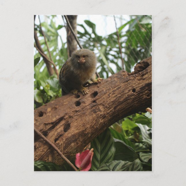 Pygmy Marmoset nr 4 Vykort (Framsida)