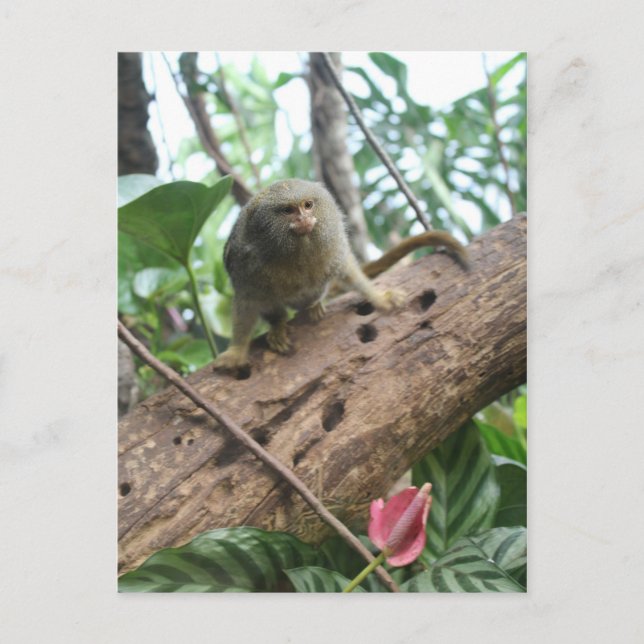Pygmy Marmoset nr 8 Vykort (Framsida)