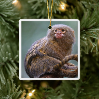 Pygmy Marmoset Ornament
