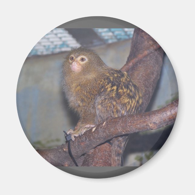 Pygmy Marmoset Porträtt Magnet (Framsidan)