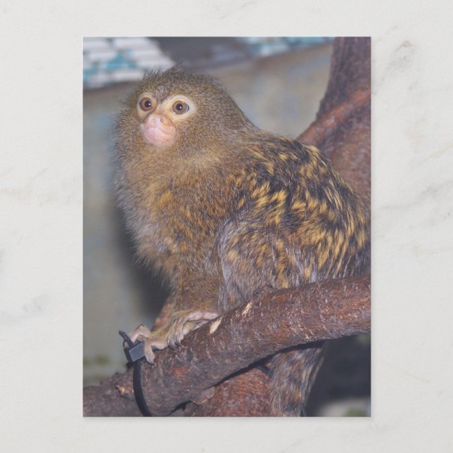 Pygmy Marmoset Porträtt Vykort (Framsida)