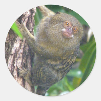 Pygmy Marmoset Runt Klistermärke