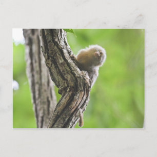 Pygmy Marmoset Vykort