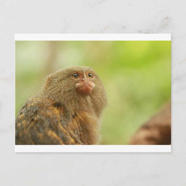 Pygmy Marmosets Vykort (Framsida)