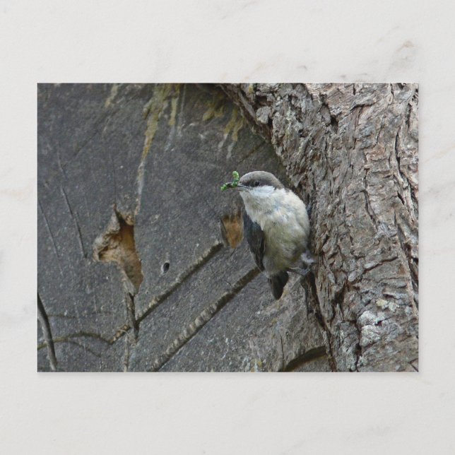 Pygmy nuthatch vykort (Framsida)